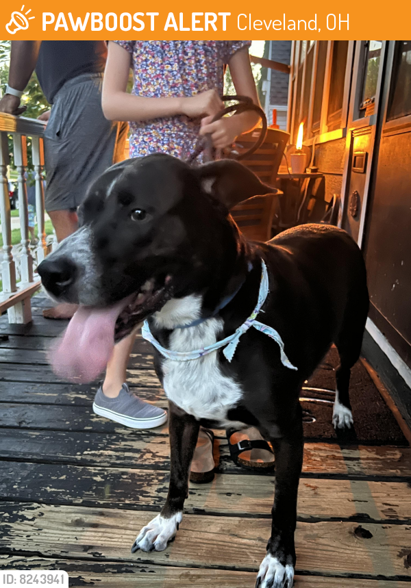 Found/Stray Male Dog in Cleveland, OH 44111 (ID: 8243941) | PawBoost