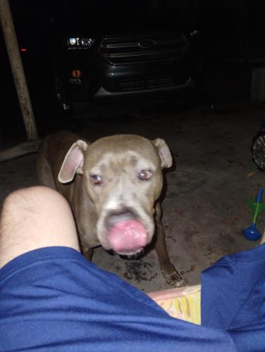 Found/Stray Female Dog last seen Park Lane Valdosta, GA, Valdosta, GA 31602