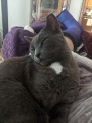 Lost Male Cat last seen Near Alpine Dr. Seneca, SC, Seneca, SC 29672