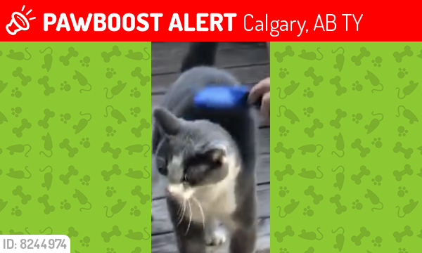 Lost Male Cat last seen Shawnessy area shawmeadows rd Calgary , Calgary, AB T2Y