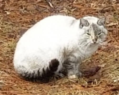 Lost Female Cat last seen Poland Brook Road, Plymouth, CT 06786