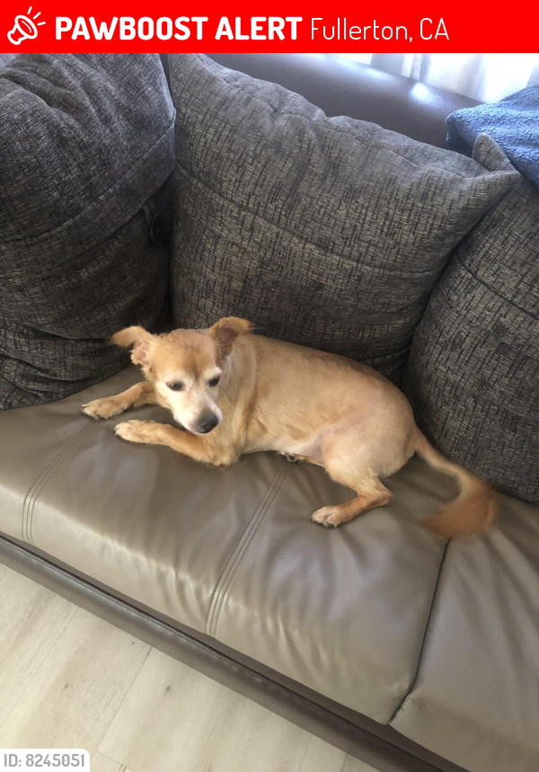 Lost Female Dog in Fullerton, CA 92833 Named Roxi (ID 8245051) PawBoost