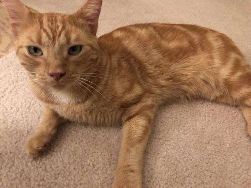 Found/Stray Male Cat last seen Brittany Ln and Northampton Blvd, Stafford County, VA 22554
