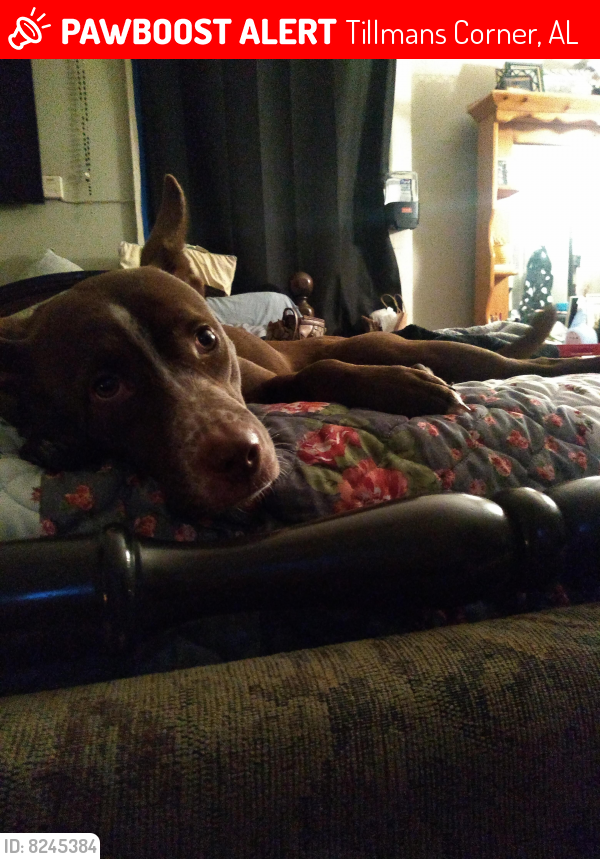 Lost Female Dog in Tillmans Corner, AL 36619 Named Roxie Ann (ID