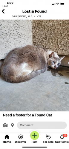 Found/Stray Female Cat last seen Surprise, AZ , Surprise, AZ 85374