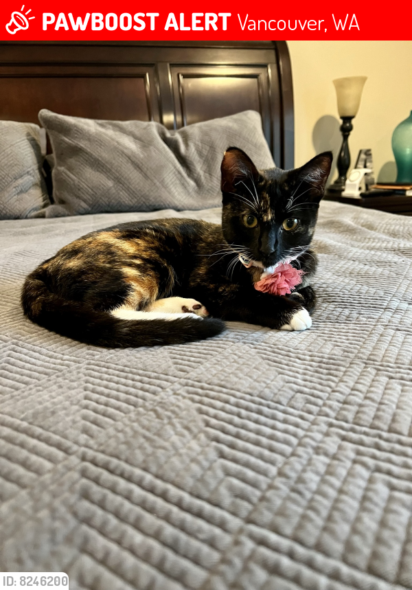 Lost Female Cat in Vancouver, WA 98662 Named Cosmo (ID 8246200) PawBoost