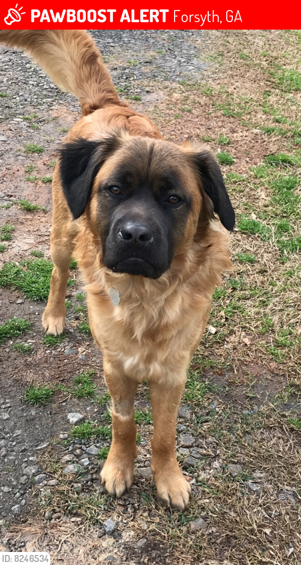 Lost Male Dog in Forsyth, GA 31029 Named Joe (ID 8246534) PawBoost