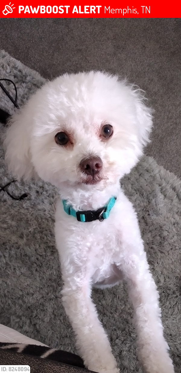 Lost Male Dog in Memphis, TN 38115 Named Mikey (ID 8248094) PawBoost