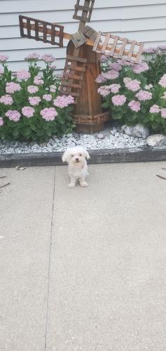 Lost Male Dog last seen Henderson and chase ave, Joliet, IL 60432