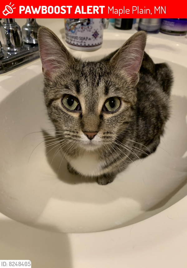 Maple Plain Mn Lost Female Cat Sassafras Is Missing Pawboost