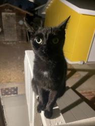 Reunited Unknown Cat last seen Poinsettia St. (17th street by the santiago food mart/gas station & chevy dealer), Santa Ana, CA 92706