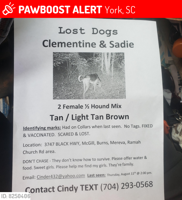 Lost Female Dog last seen McGill Rd, Burns Rd, Mereva Rd, Ramah Church Rd, York, SC , York, SC 29754