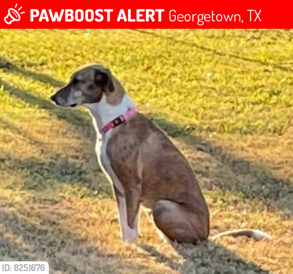 Lost Female Dog last seen I35 & Williams Drive, Georgetown, TX 78628