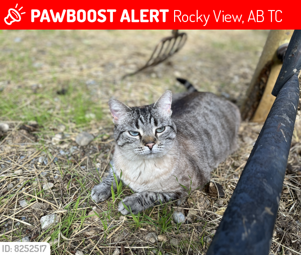 Lost Male Cat last seen Badger Road / Lochend Road , Rocky View, AB T4C