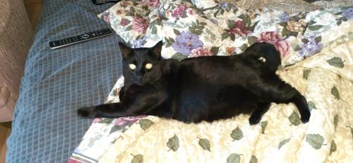Lost Male Cat last seen Ranchview  Dr, Calgary, AB T3G 1E2