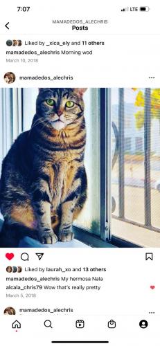 Lost Female Cat last seen Standish Ave & Hampton , Hayward, CA 94541