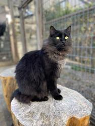 Lost Male Cat last seen South Girard Street, near Quitman United Methodist Church, Quitman, Georgia, Quitman, GA 31643