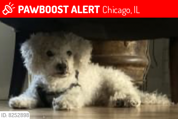 Lost Male Dog last seen N Leamington Ave & W Grand Ave, Chicago, IL 60639