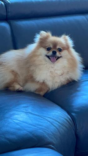 Lost Female Dog last seen Francis St cross Midson Road, Epping, NSW 2121