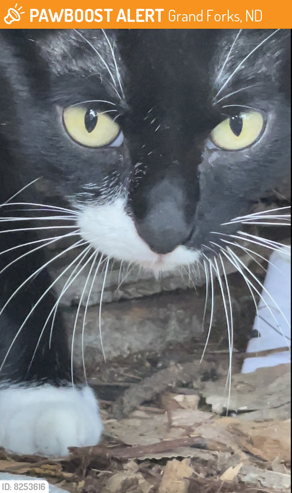 Surrendered Female Cat in Grand Forks, ND 58201 (ID 68253616) PawBoost