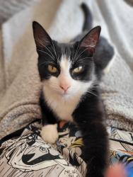Lost Female Cat last seen Mill lane, Huthwaite, England NG17
