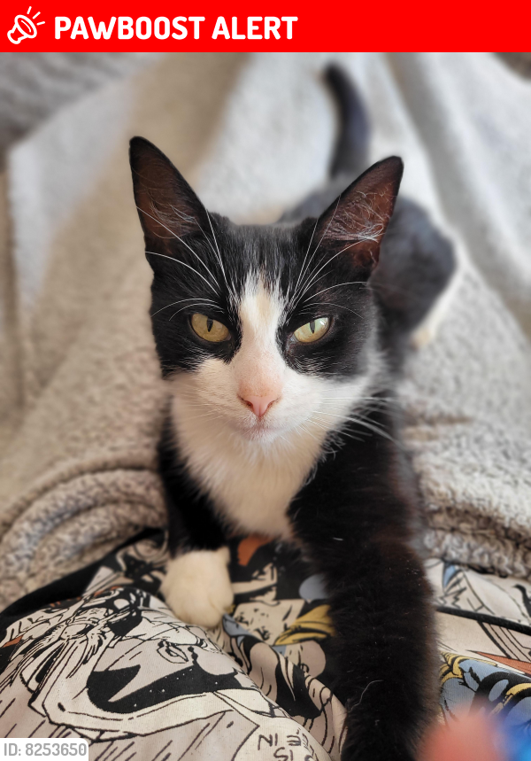 Lost Female Cat last seen Mill lane, Huthwaite, England NG17
