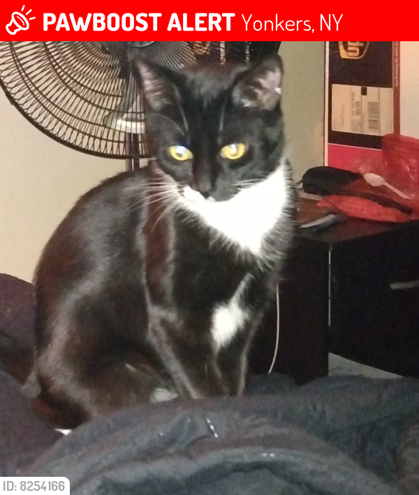 Lost Female Cat last seen Groshon and Prescott by Flemming j park, Yonkers, NY 10701