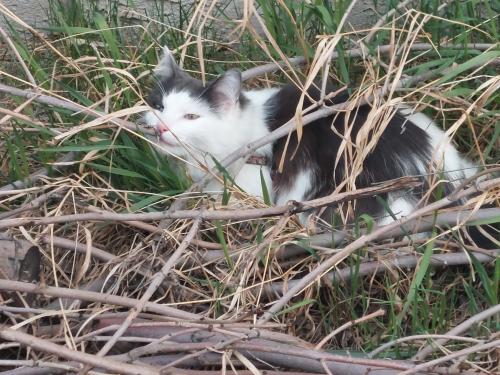 Lost Male Cat last seen Caernarvon near 153 and castledowns road, Edmonton, AB T5X 1R2