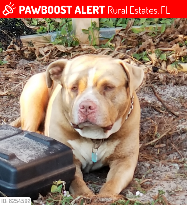 Lost Male Dog last seen Golden gate boulevard and 15th St SW, Naples, FL 34117