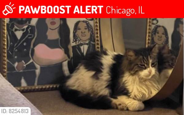 Lost Female Cat last seen Near w cortland , Chicago, IL 60639