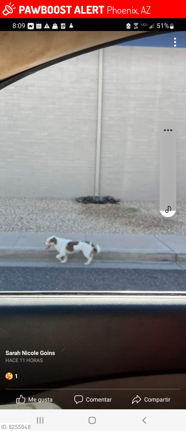 Lost Male Dog last seen Near ave peoria 85021, Phoenix, AZ 85021