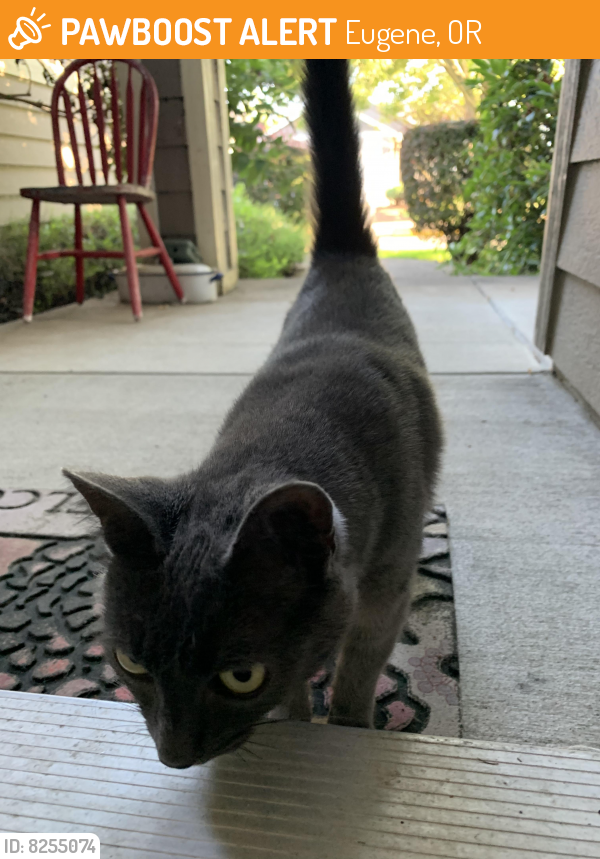 Found/Stray Unknown Cat last seen N Terry and Roosevelt, Eugene, OR 97402