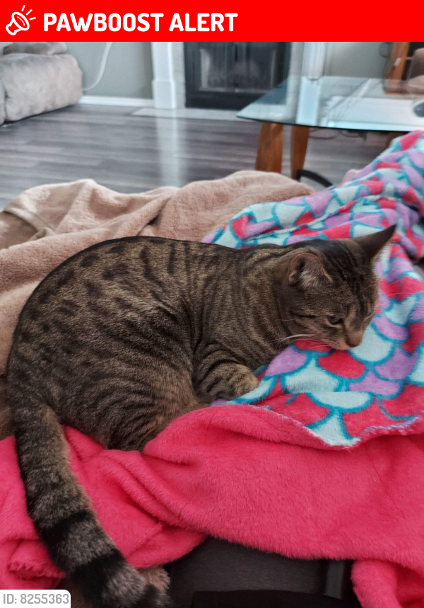 New Sarepta, AB Lost Male Cat, Smelly belly Is Missing PawBoost
