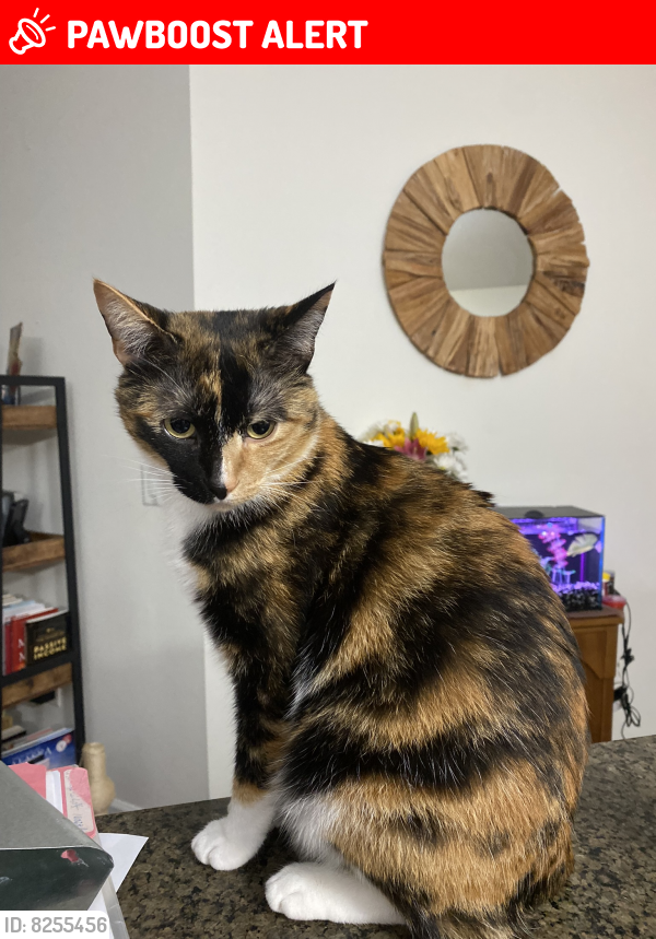 Lost Female Cat last seen Beulah Rd and W. 9 Mile Road, Northwest Pensacola, FL 32526