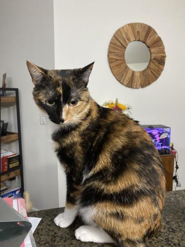 Lost Female Cat last seen Beulah Rd and W. 9 Mile Road, Northwest Pensacola, FL 32526