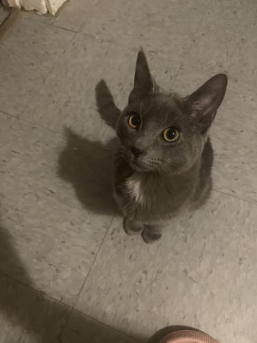 Lost Male Cat last seen W Center St and Fond Du Lac, Milwaukee, WI 53210