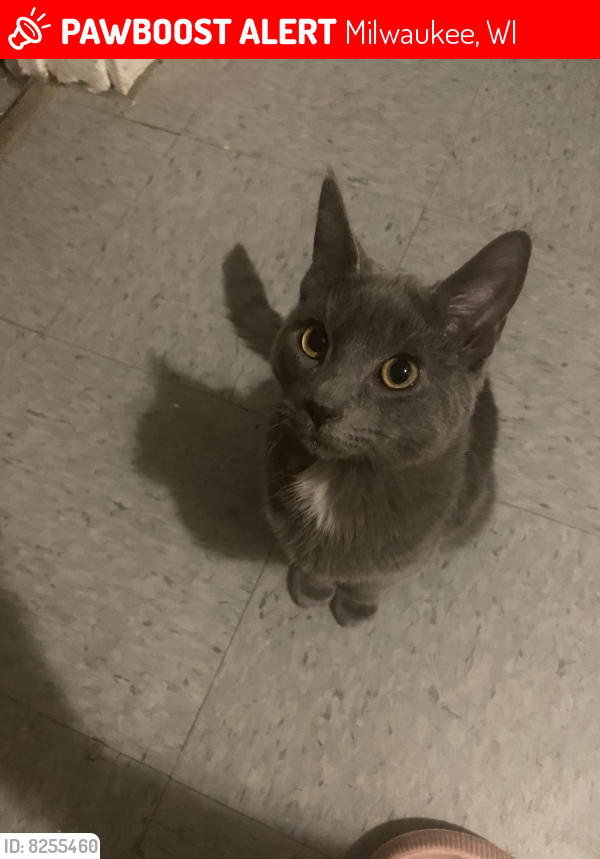 Lost Male Cat last seen W Center St and Fond Du Lac, Milwaukee, WI 53210