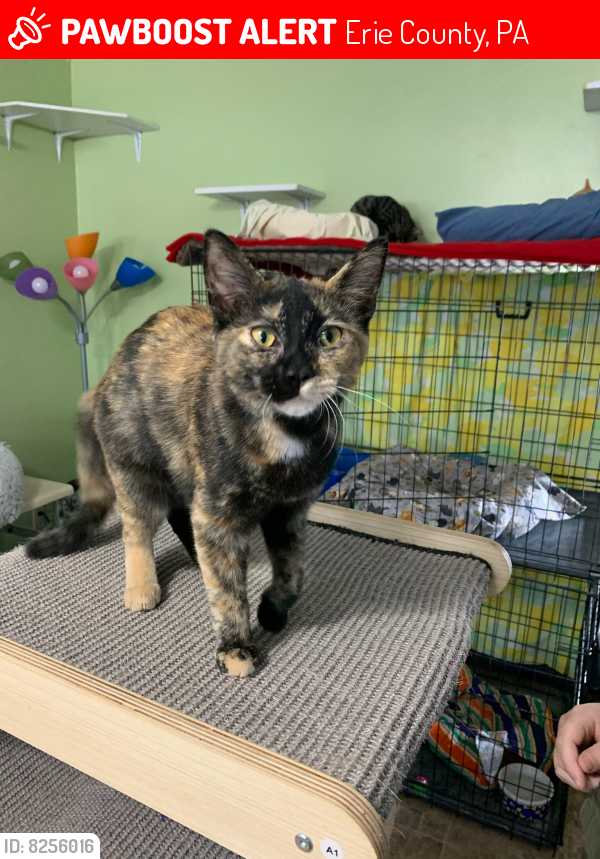 Lost Female Cat in Erie County, PA 16510 Named Nala (ID 8256016
