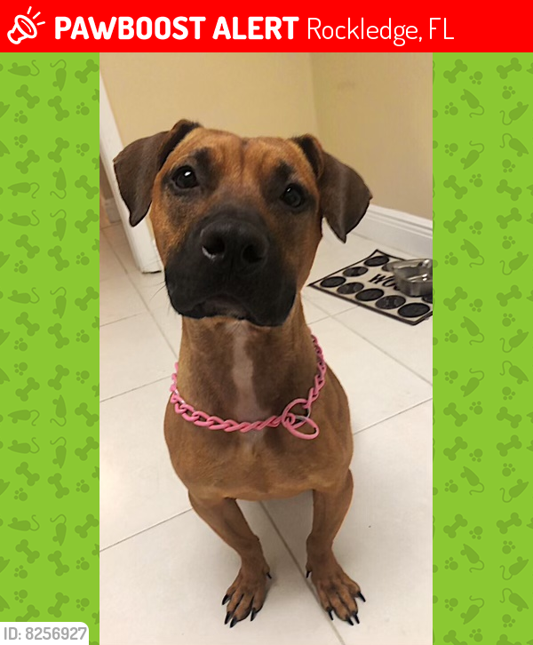 Rockledge, FL Lost Female Dog, Kona Is Missing PawBoost