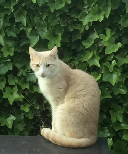 Lost Male Cat last seen Millbrook & Nees, Fresno, CA 93720