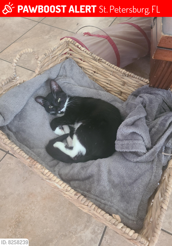 Lost Female Cat last seen 31st st S Fire Station. Lakewood Sports complex , St. Petersburg, FL 33712