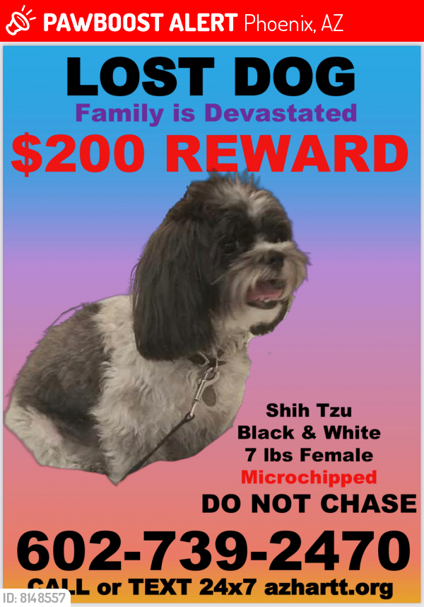 Lost Female Dog last seen Palm and 43rd Street, Phoenix, AZ 85008