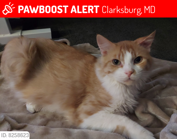 Lost Male Cat last seen Needle Drive, Clarksburg, MD 20871