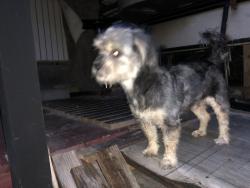 Reunited Male Dog last seen Near E Marks St, Orlando, FL 32803, USA, Orlando, FL 32803