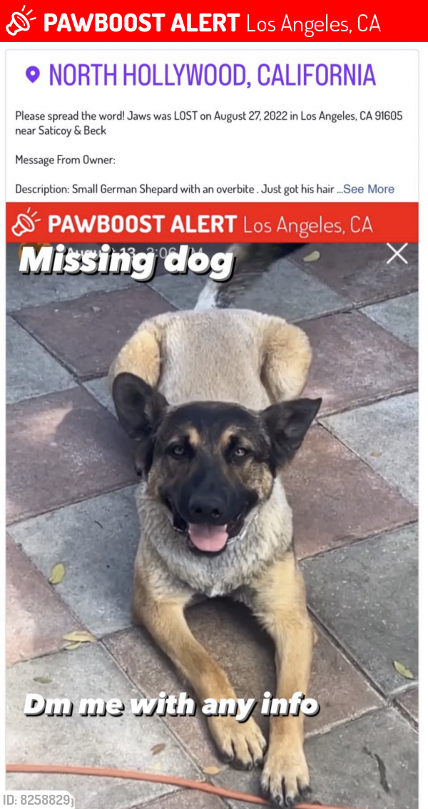 Lost Male Dog in Los Angeles, CA 91605 Named Jaws (ID 8258829) PawBoost