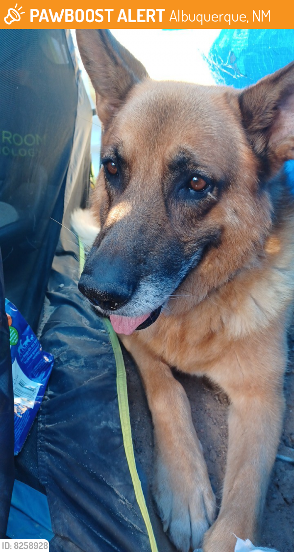 Found/Stray Male Dog last seen Uhaul, Albuquerque, NM 87121