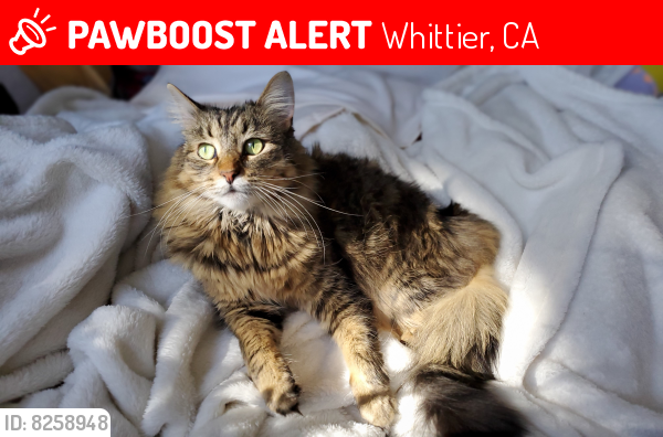Lost Female Cat last seen Beverly Blvd & Citrus Ave, Whittier, CA 90601