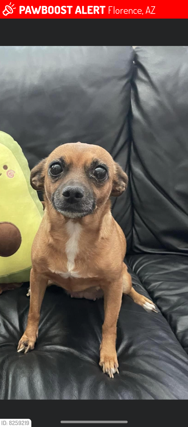 Florence, AZ Lost Female Dog, Gypsy Is Missing PawBoost
