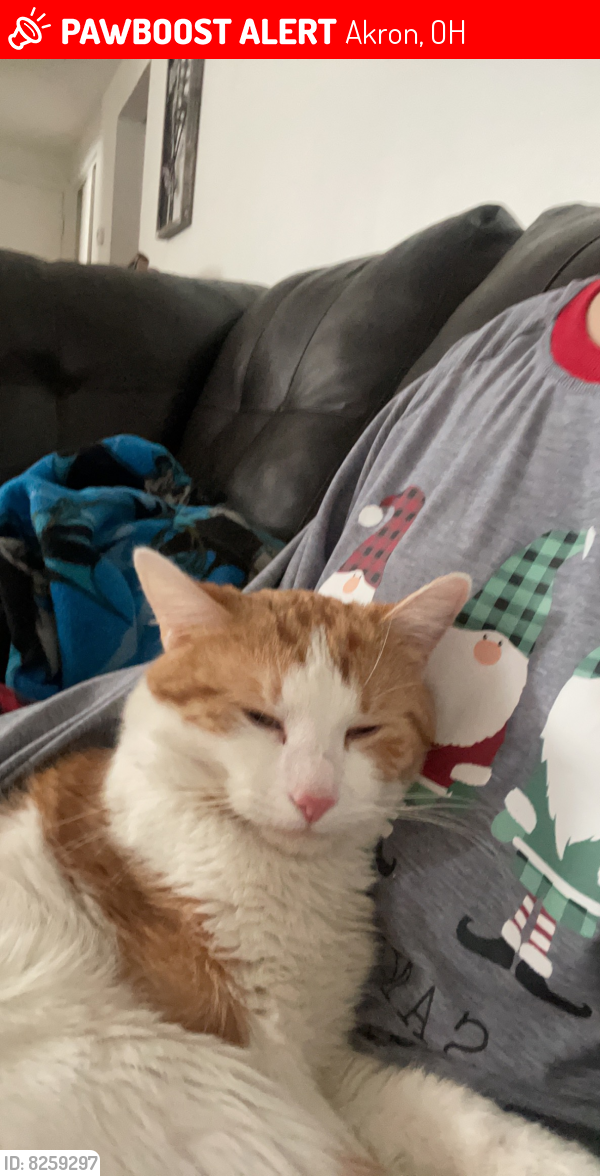 Lost Male Cat in Akron, OH 44306 Named Loki (ID 8259297) PawBoost