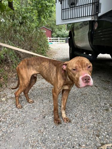 Found/Stray Male Dog last seen Reservoir Road and Woodbine North Stamford near Laurel Reservoir, Stamford, CT 06903